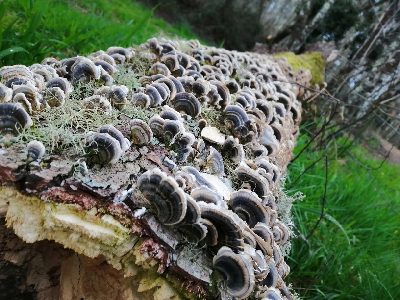 tree with fungi